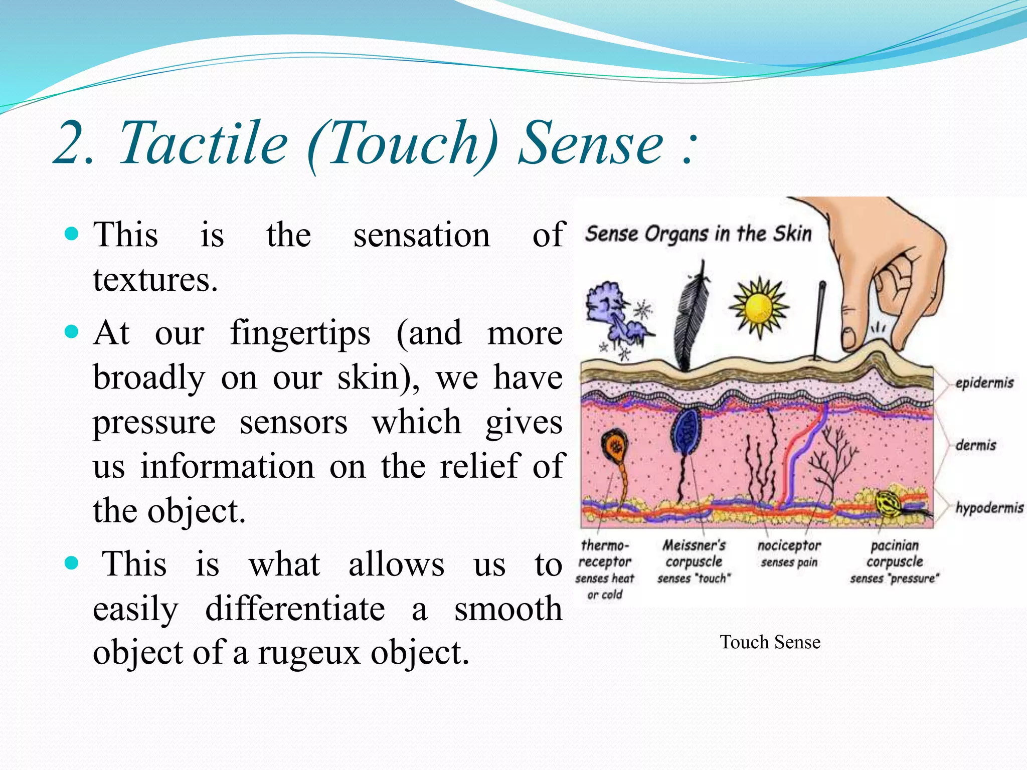 2. Tactile (Touch) Sense :
 This is the sensation of
textures.
 At our fingertips (and more
broadly on our skin), we have
pressure sensors which gives
us information on the relief of
the object.
 This is what allows us to
easily differentiate a smooth
object of a rugeux object. Touch Sense
 