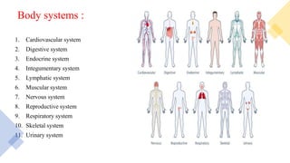 Body systems :
1. Cardiovascular system
2. Digestive system
3. Endocrine system
4. Integumentary system
5. Lymphatic system
6. Muscular system
7. Nervous system
8. Reproductive system
9. Respiratory system
10. Skeletal system
11. Urinary system
 