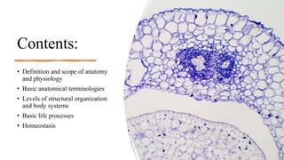 Contents:
• Definition and scope of anatomy
and physiology
• Basic anatomical terminologies
• Levels of structural organization
and body systems
• Basic life processes
• Homeostasis
 