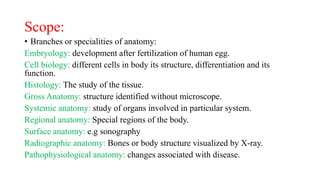 Scope:
• Branches or specialities of anatomy:
Embryology: development after fertilization of human egg.
Cell biology: different cells in body its structure, differentiation and its
function.
Histology: The study of the tissue.
Gross Anatomy: structure identified without microscope.
Systemic anatomy: study of organs involved in particular system.
Regional anatomy: Special regions of the body.
Surface anatomy: e.g sonography
Radiographic anatomy: Bones or body structure visualized by X-ray.
Pathophysiological anatomy: changes associated with disease.
 