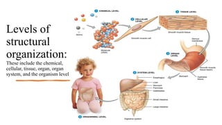 Levels of
structural
organization:
These include the chemical,
cellular, tissue, organ, organ
system, and the organism level
 