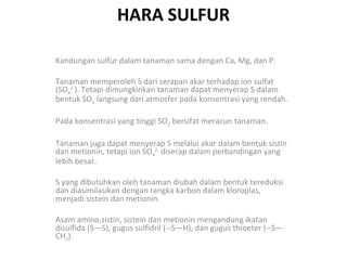 HARA SULFUR
Kandungan sulfur dalam tanaman sama dengan Ca, Mg, dan P.
Tanaman memperoleh S dari serapan akar terhadap ion sulfat
(SO42-). Tetapi dimungkinkan tanaman dapat menyerap S dalam
bentuk SO2 langsung dari atmosfer pada konsentrasi yang rendah.
Pada konsentrasi yang tinggi SO2 bersifat meracun tanaman.
Tanaman juga dapat menyerap S melalui akar dalam bentuk sistin
dan metionin, tetapi ion SO42- diserap dalam perbandingan yang
lebih besar.
S yang dibutuhkan oleh tanaman diubah dalam bentuk tereduksi
dan diasimilasikan dengan rangka karbon dalam kloroplas,
menjadi sistein dan metionin.
Asam amino,sistin, sistein dan metionin mengandung ikatan
disulfida (S—S), gugus sulfidril (--S—H), dan gugus thioeter (--S—
CH3).

 