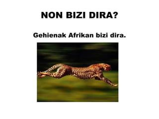 NON BIZI DIRA? Gehienak Afrikan bizi dira. 
