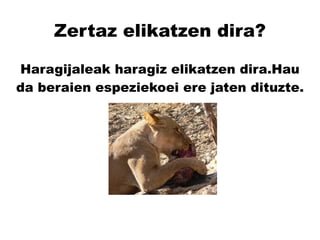 Zertaz elikatzen dira? Haragijaleak haragiz elikatzen dira.Hau da beraien espeziekoei ere jaten dituzte. 