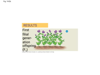 Fig. 14-2b
First
ﬁlial
gener-
ation
offspring
(F1)
RESULTS
5
 