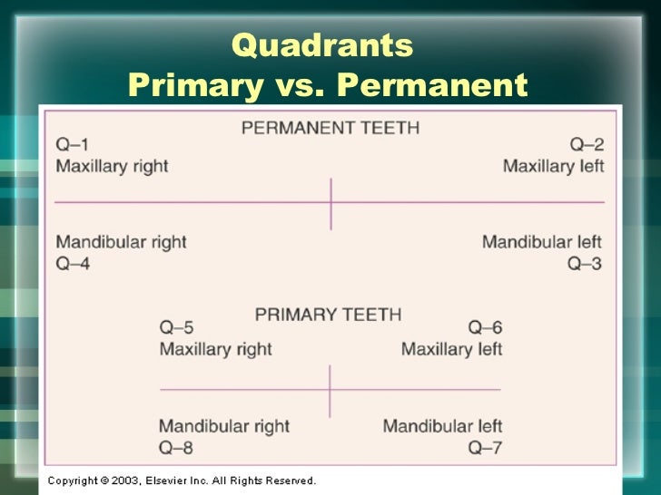 hard tissue charting odontogram charting