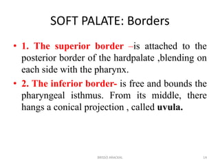 SOFT PALATE: Borders
• 1. The superior border –is attached to the
posterior border of the hardpalate ,blending on
each side with the pharynx.
• 2. The inferior border- is free and bounds the
pharyngeal isthmus. From its middle, there
hangs a conical projection , called uvula.
14BRISSO ARACKAL
 