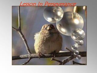 Lesson In Perseverance 