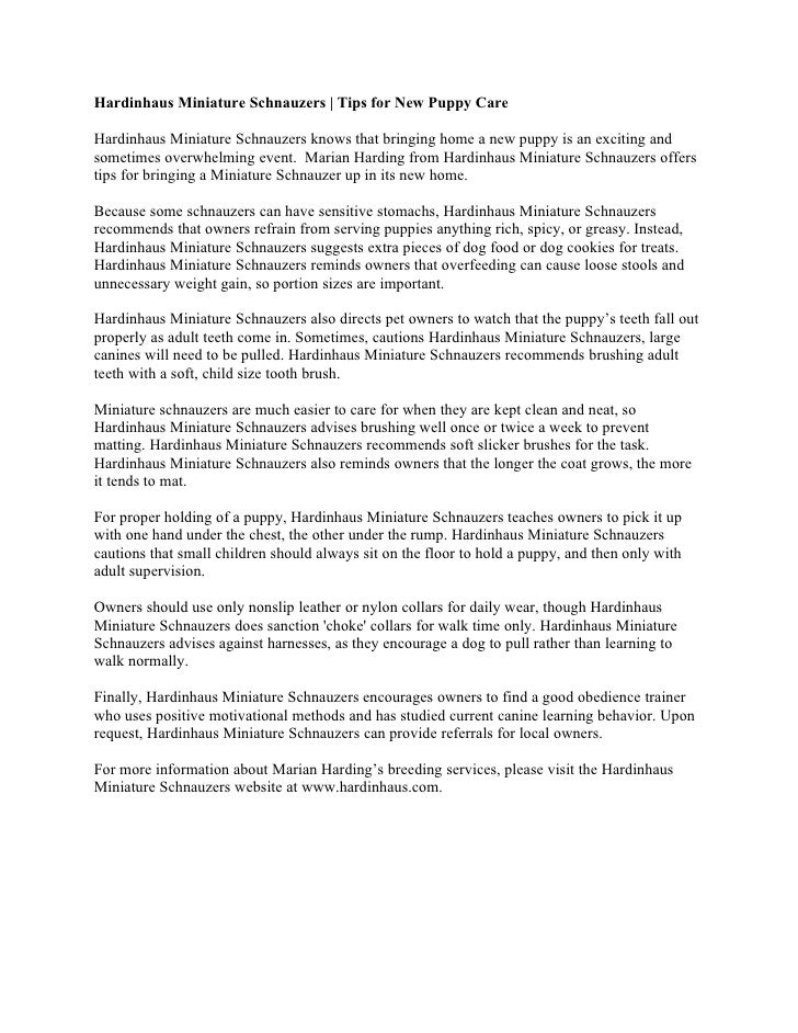 miniature schnauzer brush