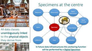 All data classes
unambiguously linked
to the physical objects
they derive from
Specimens at the centre
Occurrence
Specimen
Taxon
Concept
Taxon
Interaction
Taxon Name
PublicationTraitCollection
Sequence
Gene
In future data infrastructures this anchoring function
will be performed by a Digital Specimen
 