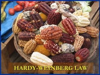 HARDY-WEINBERG LAWHARDY-WEINBERG LAW
 