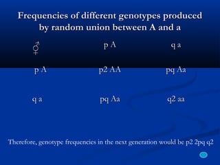 Frequencies of different genotypes producedFrequencies of different genotypes produced
by random union between A and aby random union between A and a
p Ap A q aq a
p Ap A p2 AAp2 AA pq Aapq Aa
q aq a pq Aapq Aa q2 aaq2 aa
♂♂♀♀
Therefore, genotype frequencies in the next generation would be p2 2pq q2
 