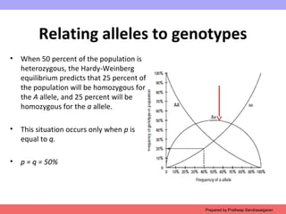 Relating alleles to genotypes
• When 50 percent of the population is
heterozygous, the Hardy-Weinberg
equilibrium predicts that 25 percent of
the population will be homozygous for
the A allele, and 25 percent will be
homozygous for the a allele.
• This situation occurs only when p is
equal to q.
• p = q = 50%
Prepared by Pratheep Sandrasaigaran
 