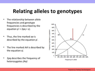 Relating alleles to genotypes
• The relationship between allele
frequencies and genotype
frequencies is described by the
equation p2
+ 2pq + q2
.
• Thus, the line marked aa is
described by the equation p2
.
• The line marked AA is described by
the equation q2
.
• 2pq describes the frequency of
heterozygotes (Aa)
Prepared by Pratheep Sandrasaigaran
 
