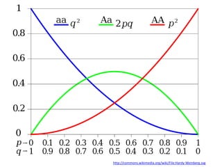 IB Biology Option D.4: Hardy Weinberg Principle | PPTX