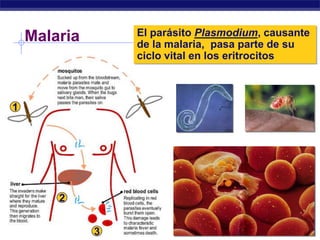 Malaria          El parásito Plasmodium, causante
                     de la malaria, pasa parte de su
                     ciclo vital en los eritrocitos



1




             2

AP Biology       3
 