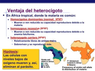 Ventaja del heterocigoto
 En África tropical, donde la malaria es común:
      Homocigotos dominantes (normal: HbHb)
        Mueren o ven reducida su capacidad reproductora debido a la
         malaria.
      homozygous recessive (HsHs)
        Mueren o ven reducida su capacidad reproductora debido a la
         anemia falciforme.
      heterozygote carriers (HbHs)
        Relativamente libres de ambos males
        Sobreviven y se reproducen más.


Hipótesis:
Las células con
niveles bajos de
oxígeno mueren y, así,
eliminan al parásito.
AP Biology                                       Frequency of sickle cell allele
                                                 & distribution of malaria
 