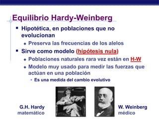 Equilibrio Hardy-Weinberg
     Hipotética, en poblaciones que no
       evolucionan
           Preserva las frecuencias de los alelos
     Sirve como modelo (hipótesis nula)
           Poblaciones naturales rara vez están en H-W
           Modelo muy usado para medir las fuerzas que
            actúan en una población
             Es una medida del cambio evolutivo




        G.H. Hardy                                 W. Weinberg
       matemático
AP Biology                                         médico
 