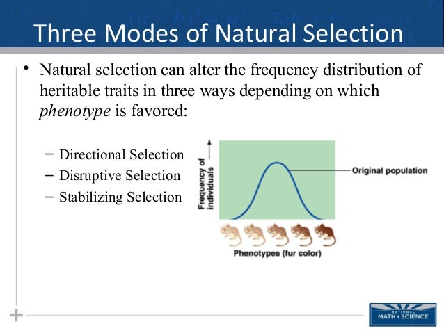 Natural Selection Three Modes Natural Selection Three Modes