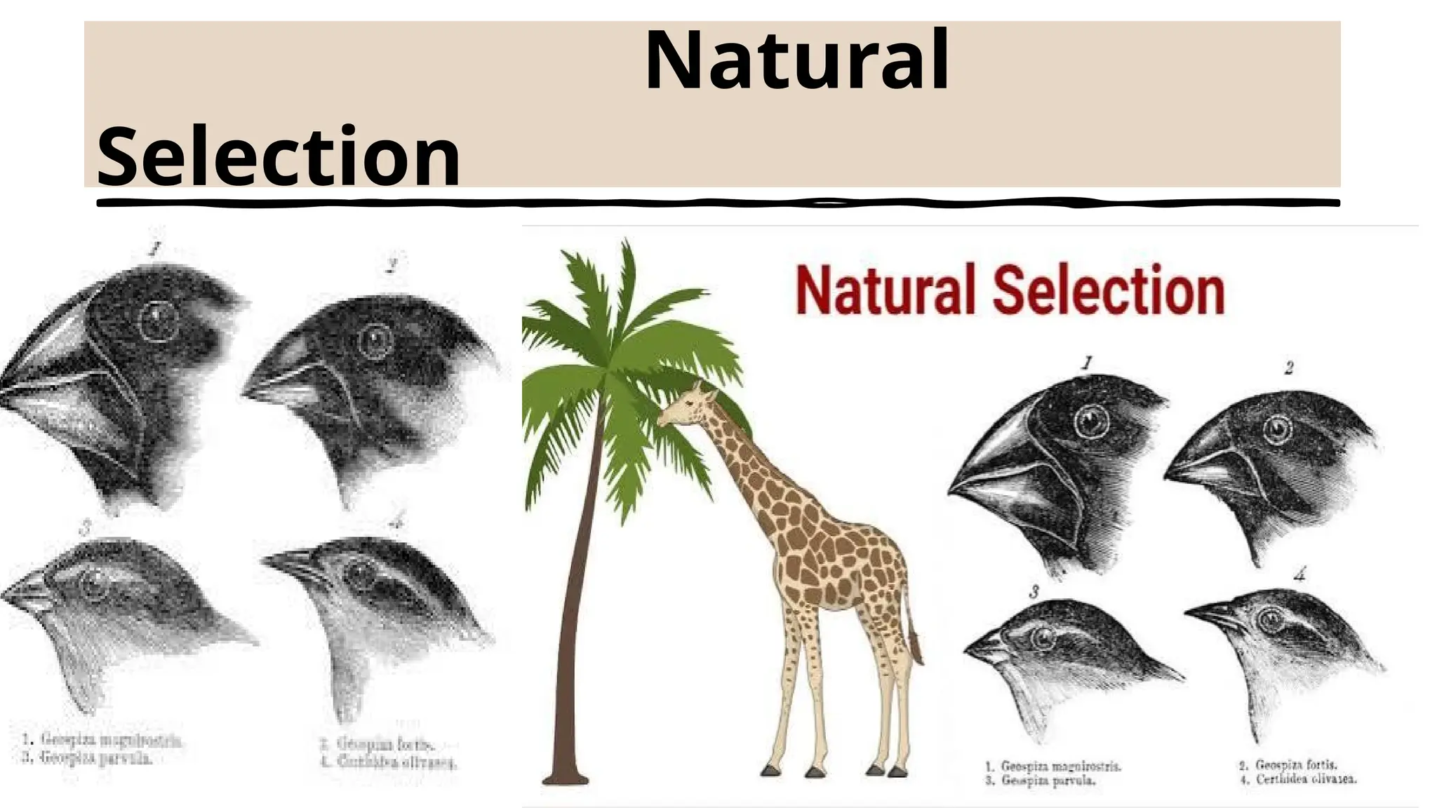 Natural
Selection
 