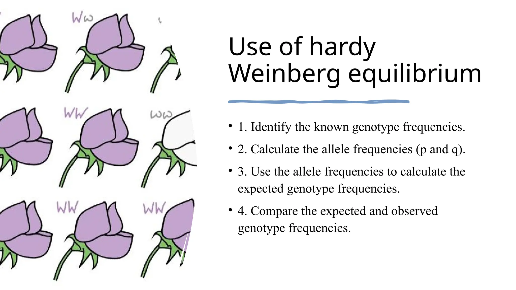 Use of hardy
Weinberg equilibrium
• 1. Identify the known genotype frequencies.
• 2. Calculate the allele frequencies (p and q).
• 3. Use the allele frequencies to calculate the
expected genotype frequencies.
• 4. Compare the expected and observed
genotype frequencies.
 