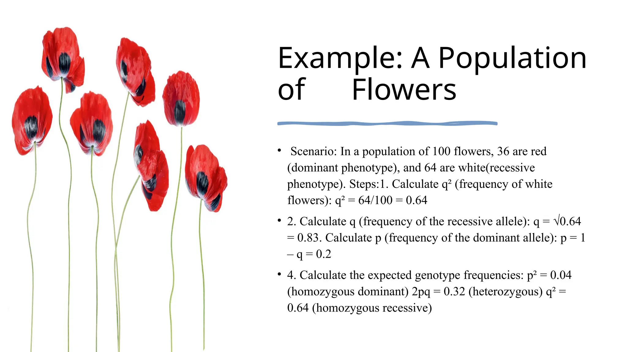 Example: A Population
of Flowers
• Scenario: In a population of 100 flowers, 36 are red
(dominant phenotype), and 64 are white(recessive
phenotype). Steps:1. Calculate q² (frequency of white
flowers): q² = 64/100 = 0.64
• 2. Calculate q (frequency of the recessive allele): q = √0.64
= 0.83. Calculate p (frequency of the dominant allele): p = 1
– q = 0.2
• 4. Calculate the expected genotype frequencies: p² = 0.04
(homozygous dominant) 2pq = 0.32 (heterozygous) q² =
0.64 (homozygous recessive)
 