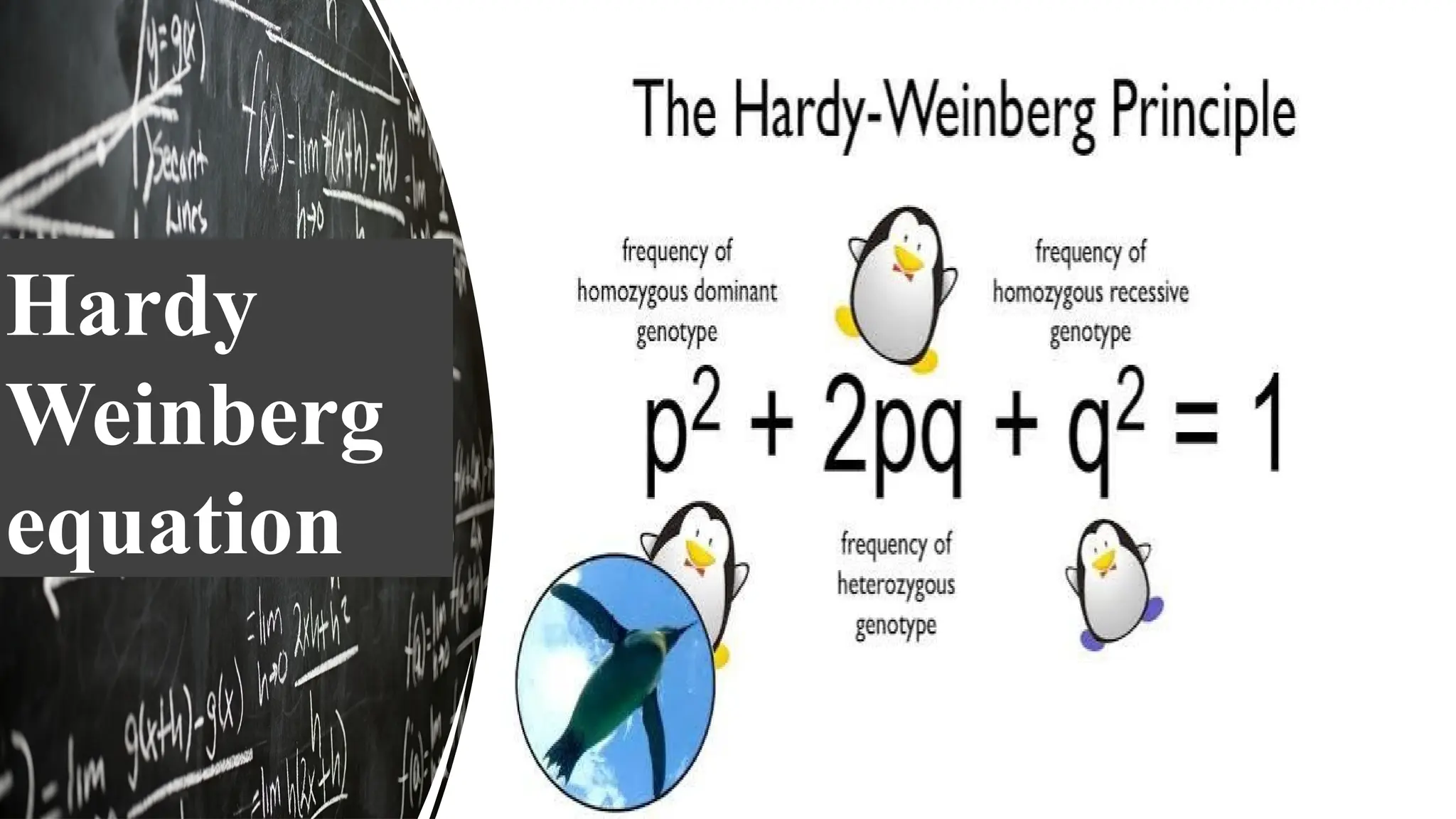 ardy Weinberg
quation
Hardy
Weinberg
equation
 