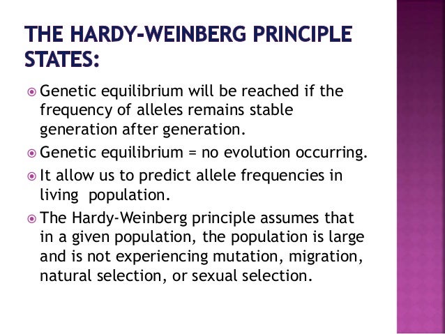 hardy weinburg equilibrium The hardy-weinberg equilibrium the hardy-weinberg equilibium, which is also known as the panmictic equilibrium, was discovered at the beginning of the 20th century by several researchers, notably by hardy, a mathematician and weinberg, and physician. hardy weinburg equilibrium The hardy-weinberg equilibrium the hardy-weinberg equilibium, which is also known as the panmictic equilibrium, was discovered at the beginning of the 20th century by several researchers, notably by hardy, a mathematician and weinberg, and physician.