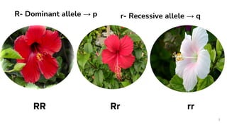 2
RR Rr rr
R- Dominant allele → p r- Recessive allele → q
 