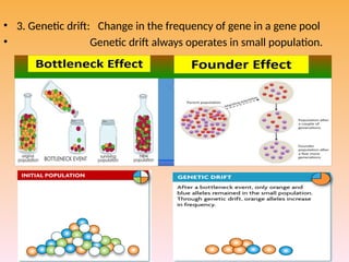 Hardy weinberg principle 12 th class Ppt Presentation | PPTX
