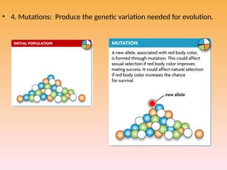 Hardy weinberg principle 12 th class Ppt Presentation | PPTX