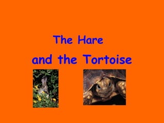 The Hare
and the Tortoise
 