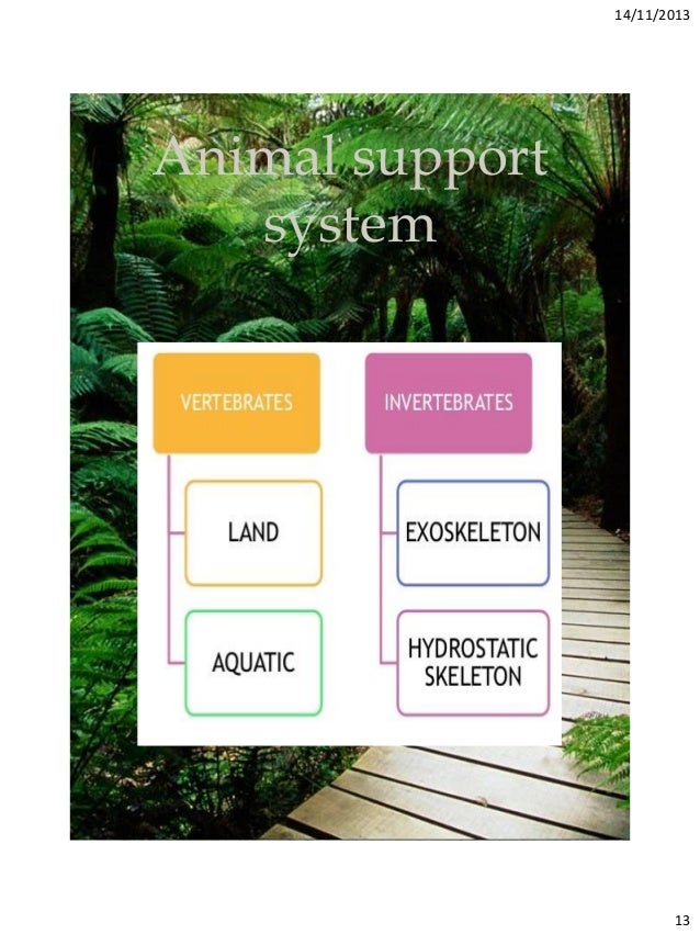 Support systems in animals