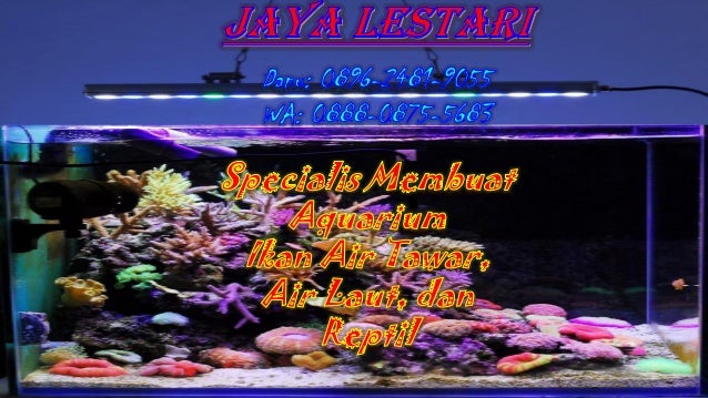 950 Harga Aquarium Cupang Jakarta HD Terbaik