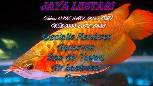 950 Harga Aquarium Cupang Jakarta HD Terbaik