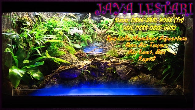 950 Harga Aquarium Cupang Jakarta HD Terbaik