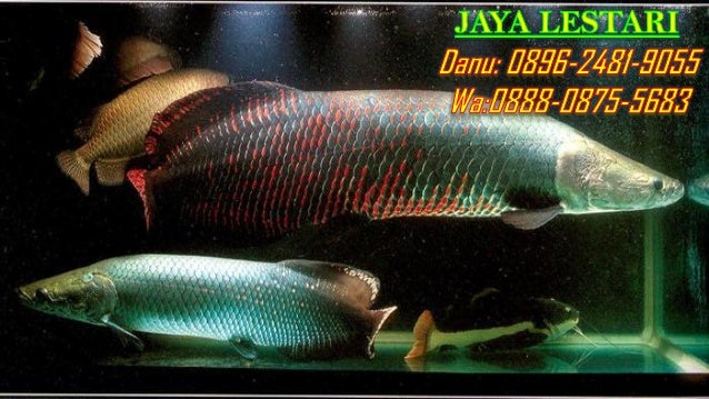 950 Harga Aquarium Cupang Jakarta HD Terbaik