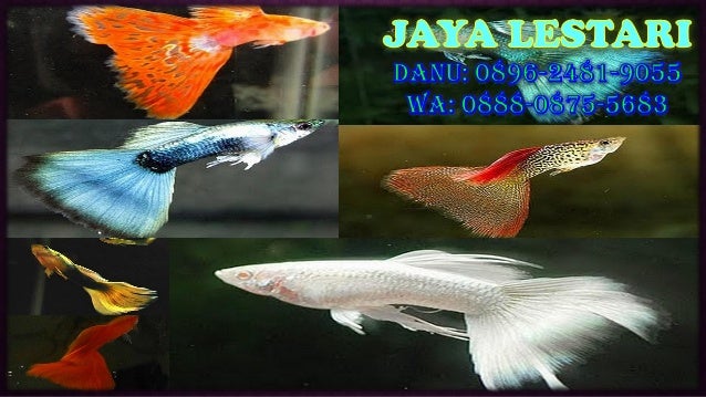 950 Harga Aquarium Cupang Jakarta HD Terbaik