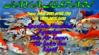 0896-2481-9055, Harga Aquarium, Harga Aquarium Jakarta,