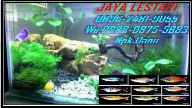 0896 2481 9055 Harga Aquarium Jakarta Selatan Harga Aquarium Reptil