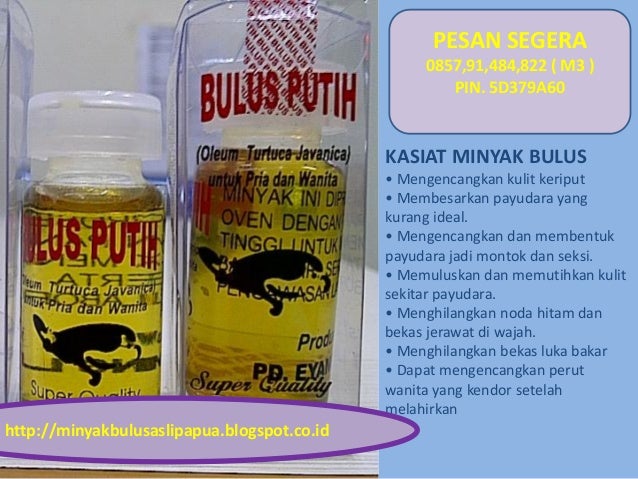 harga minyak bulus papua asli minyak bulus asli harga minyak bulus papua asli minyak bulus asli