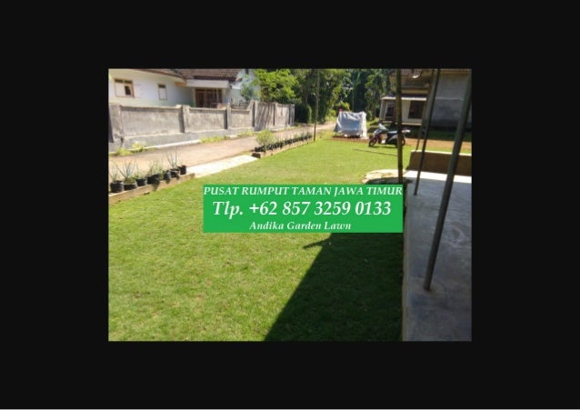 Harga Rumput Jepang Jogja Wa 62 857 3259 0133 Andika