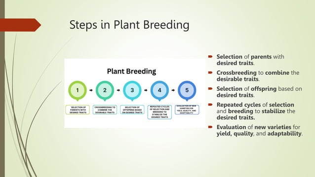 Plants and animal breeding: improvement Management | PPTX | Agriculture ...