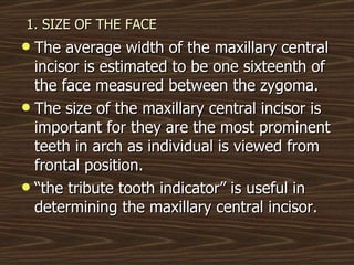 1. SIZE OF THE FACE The average width of the maxillary central incisor is estimated to be one sixteenth of the face measured between the zygoma. The size of the maxillary central incisor is important for they are the most prominent teeth in arch as individual is viewed from frontal position. “ the tribute tooth indicator” is useful in determining the maxillary central incisor. 