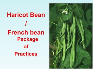 Haricot Bean
/
French bean
Package
of
Practices
 