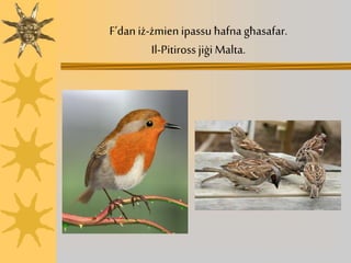 F’dan iż-żmien ipassu ħafna għasafar.
Il-Pitiross jiġi Malta.
 