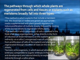 •The method in which explants that include a meristem
(viz. the shoot tips or nodes) are grown on appropriate
media supplemented with plant growth regulators to
induce proliferation of multiple shoots, followed by rooting
of the excised shoots to regenerate whole plants,
•The method in which totipotency of cells is realized in the
form of de novo organogenesis, either directly in the form
of induction of shoot meristems on the explants or
indirectly via a callus ( unorganised mass of cells resulting
from proliferation of cells of the explant) and plants are
regenerated through induction of roots on the resultant
shoots,
•Somatic embryogenesis, in which asexual adventive
embryos( comparable to zygotic embryos in their structure
and development) are induced directly on explants or
indirectly through a callus phase.
 
