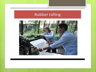 Tapping and processing of rubber- Rubber | PPTX