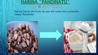 Harina hecha del fruto de pan del árbol mas conocido
como “Pandisho”
 