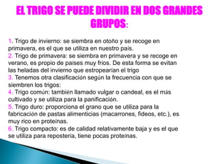 EL TRIGO SE PUEDE DIVIDIR EN DOS GRANDES
                   GRUPOS:
1. Trigo de invierno: se siembra en otoño y se recoge en
primavera, es el que se utiliza en nuestro país.
2. Trigo de primavera: se siembra en primavera y se recoge en
verano, es propio de países muy fríos. De esta forma se evitan
las heladas del invierno que estropearían el trigo
3. Tenemos otra clasificación según la frecuencia con que se
siembren los trigos:
4. Trigo común: también llamado vulgar o candeal, es el más
cultivado y se utiliza para la panificación.
5. Trigo duro: proporciona el grano que se utiliza para la
fabricación de pastas alimenticias (macarrones, fideos, etc.), es
muy rico en proteínas.
6. Trigo compacto: es de calidad relativamente baja y es el que
se utiliza para repostería, tiene pocas proteínas.
 